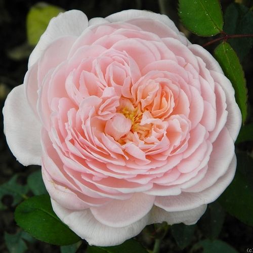 Rosa Eglantyne - roze - engelse roos